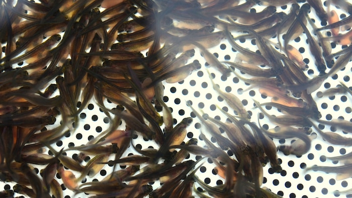 Die geschlüpften Jungfische.