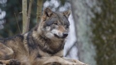 Der Wolf wird in Oberösterreich immer wieder gesichtet. (Bild: Scharinger Daniel)