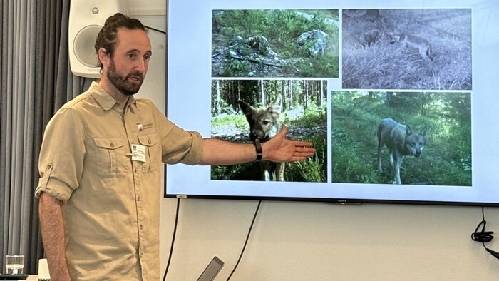 Daniel Mallwitz, einer der führenden Wolfsexperten in Schweden, zeigte auf, wie im hohen Norden ...