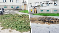 Zwei Wochen wurde der Grünschnitt vor dem Gemeindebau Kapaunplatz liegen gelassen. (Bild: zVg)