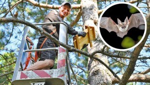 Mitte Mai wurde der erste Fledermauskasten auf dem Baum montiert. (Bild: Krone KREATIV/2024psb/sap museumnoe)