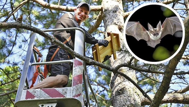 Mitte Mai wurde der erste Fledermauskasten auf dem Baum montiert. (Bild: Krone KREATIV/2024psb/sap museumnoe)