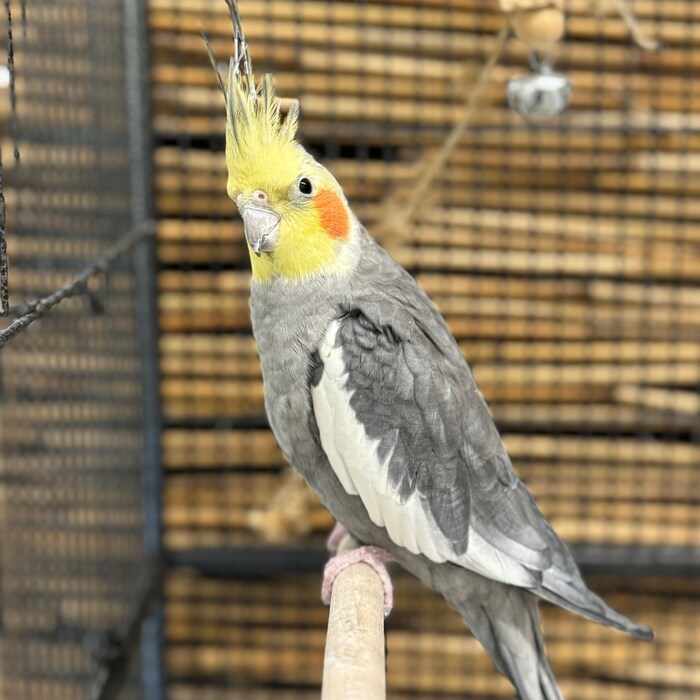 Cockatiel Steven