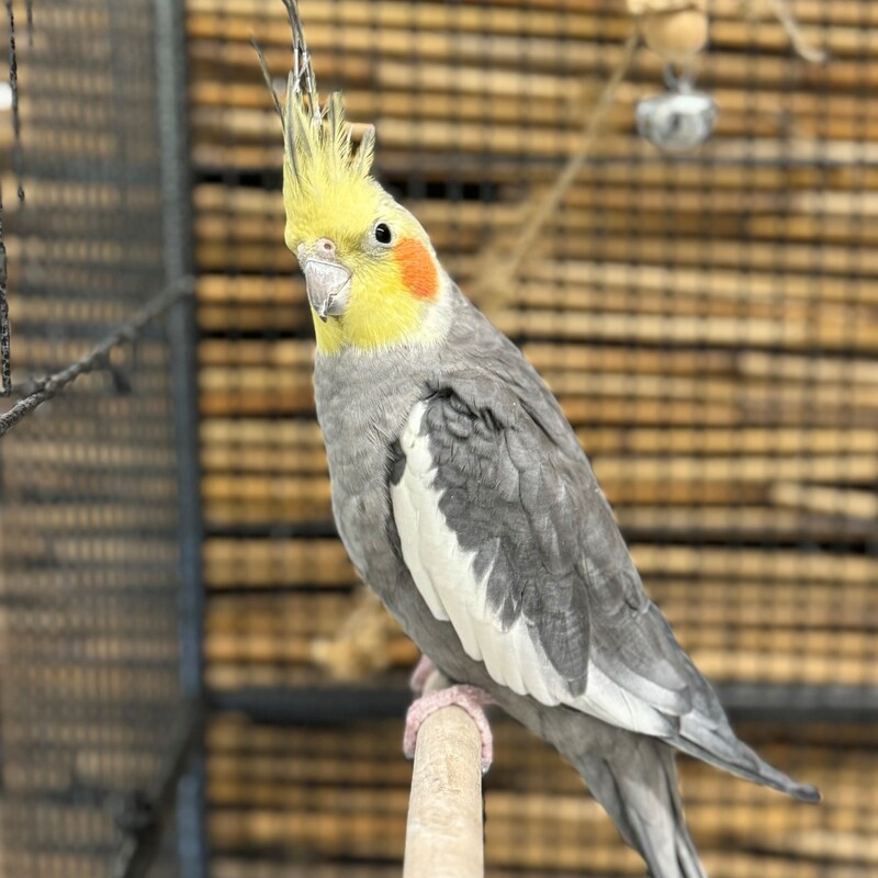 Cockatiel Steven (Bild: Tierschutzheim Vorarlberg)