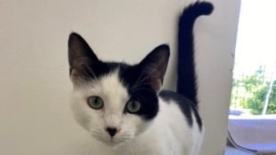 Der süße Kater Button möchte gerne umziehen!