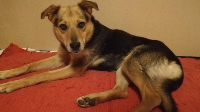 „Sammy“ möchte ein Für-Immer-Zuhause finden