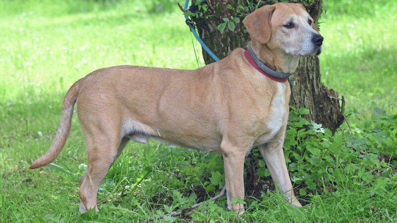 Rüde Viktor ist verspielt und will gestreichelt werden. (Bild: Tierheim Villach)