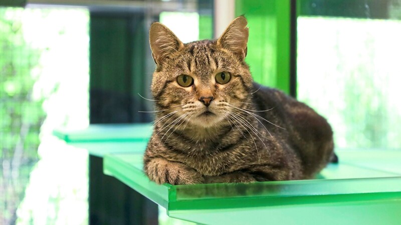 Kater Sumo wartet im Tiko Klagenfurt auf ein neues Zuhause. (Bild: Tiko Klagenfurt)