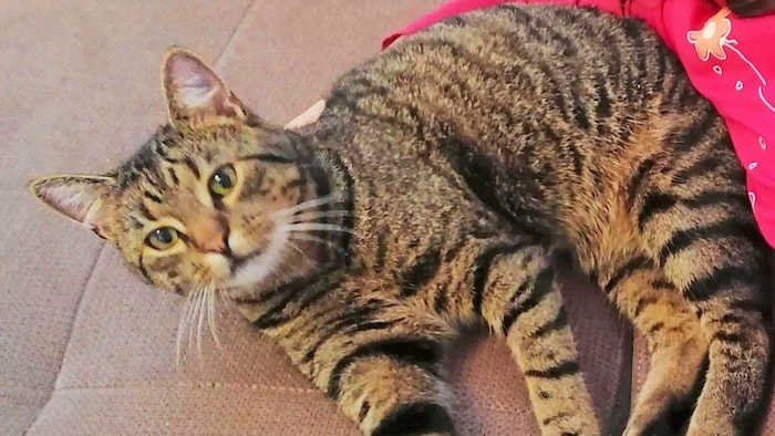 The four-legged family member Simba is sorely missed.