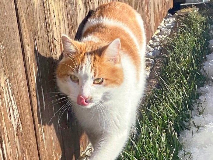 Cat Rocky is missing!