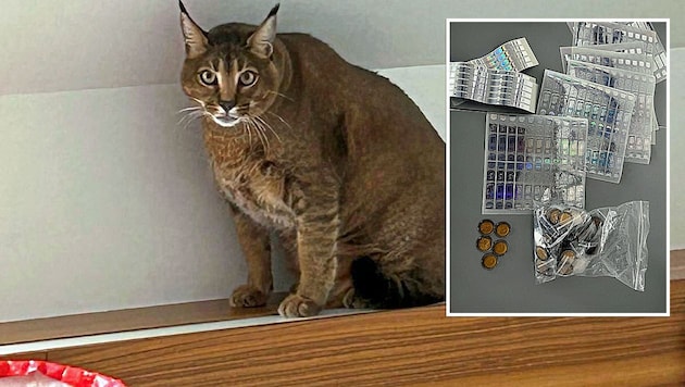 Der Verdächtige brachte „falsche Fuffziger“ in Umlauf – in seinem Hotelzimmer hielt er sich diese Wildkatze. (Bild: zVg, Krone KREATIV)