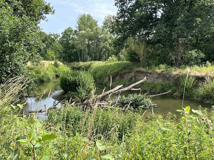 Laut dem Gesetz sollen etwa Flussläufe, wie hier in einem Naturschutzgebiet in Belgien, wieder ...