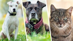 River, Honey und Bandit warten noch auf das richtige Zuhause für sie