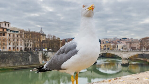 Seagulls have become a problem for Rome. (Bild: stock.adobe.com/clement-mantion.fr)