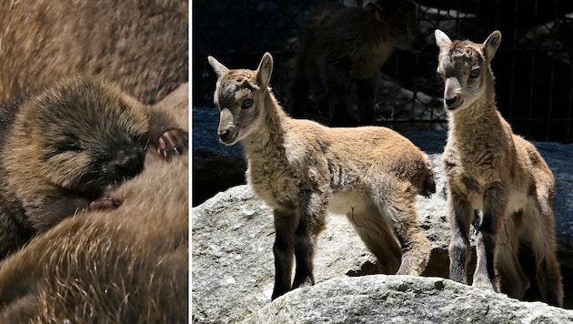 Bei den Bibern wird gekuschelt. Der neugierige Steinbock-Nachwuchs erkundet indes das Gehege.  (Bild: Alpenzoo/Fritz Schmidt )