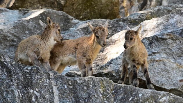 (Bild: Alpenzoo/Fritz Schmidt )