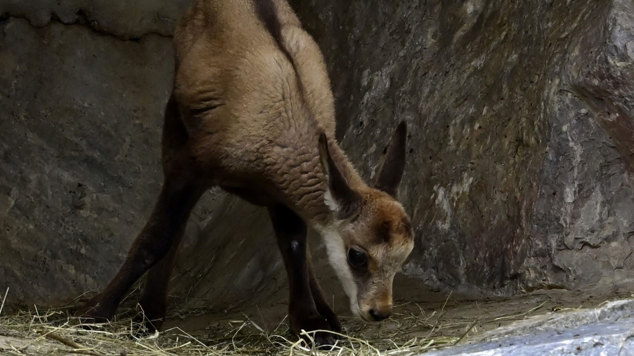 (Bild: Alpenzoo/Fritz Schmidt ) (Bild: Alpenzoo/Fritz Schmidt )