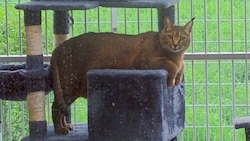 „Archibald“, die Caracat des Geldfälschers, erholt sich aktuell im TierQuartier Wien (Bild: zVg)