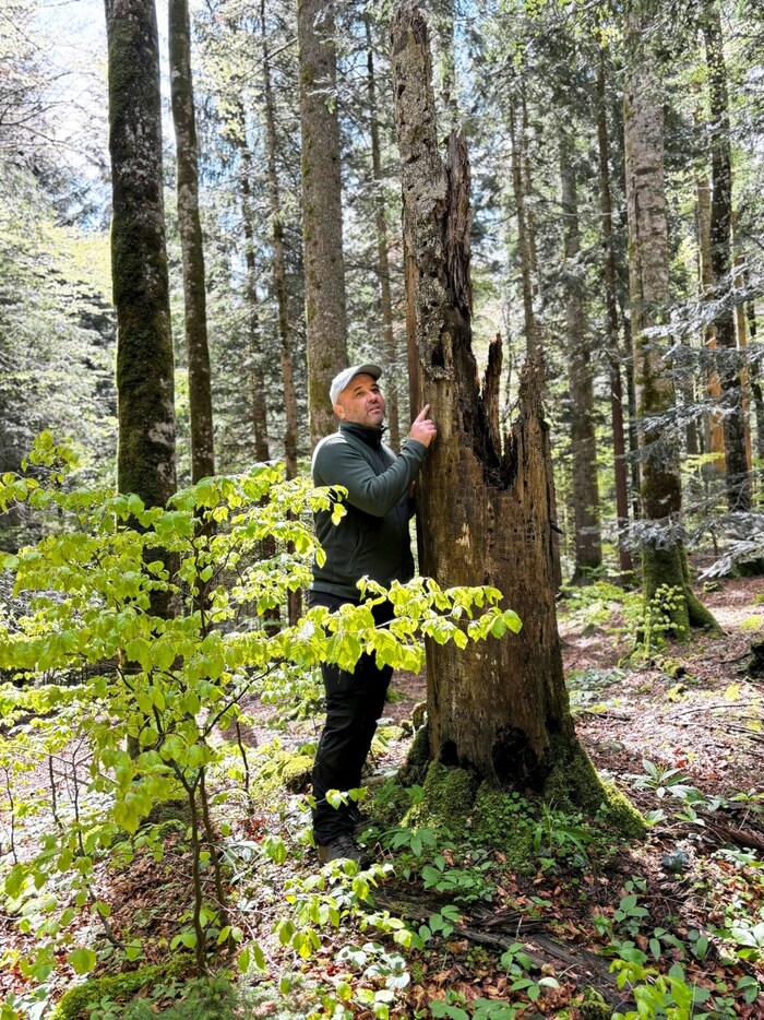 Lauf der Natur im Urwald Čorkova Uvala
