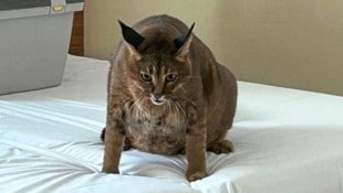 „Archibald“ wog 20 Kilogramm, als man ihn in dem Hotelzimmer gefunden hat. (Bild: BK)