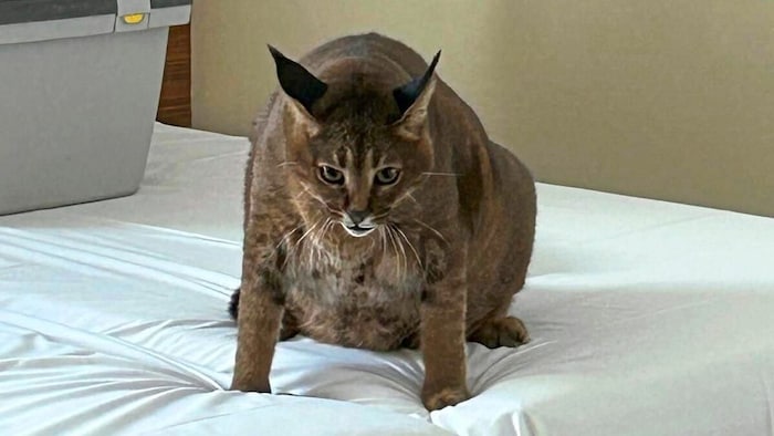 „Archibald“ wog 20 Kilogramm, als man ihn in dem Hotelzimmer gefunden hat.