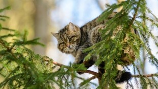 Scheu, aber wunderschön: Auch in Salzburg gibt es bestätigte Sichtungen der Wildkatze. Die Tiere ...
