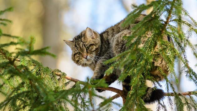 Scheu, aber wunderschön: Auch in Salzburg gibt es bestätigte Sichtungen der Wildkatze. Die Tiere ...
