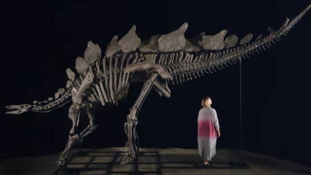 Dieses Skelett eines Stegosaurus könnte bei einer Auktion bis zu sechs Millionen Dollar einbringen. (Bild: instagram.com/sothebys)