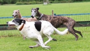 Terrier-Mischling „Pauli“ zeigt vor, wie’s geht. Windhunde dürfen nicht mitmachen, sie sind bei ...
