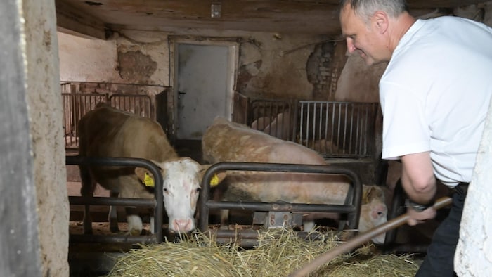 Die Stallarbeit bringt ein wenig Entspannung.