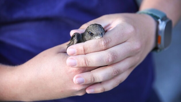 The fire department and animal rescue service saved the poor animal. (Bild: Matthias Lauber/laumat.at)