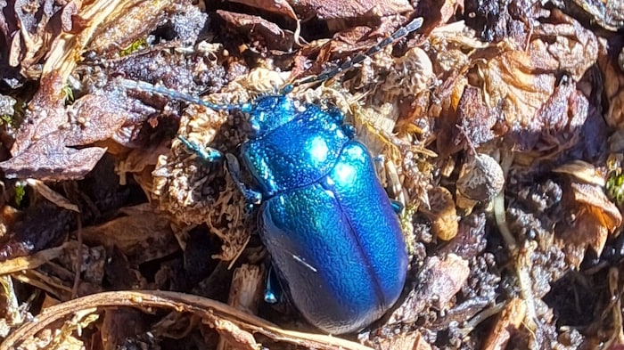 Sky blue leaf beetle