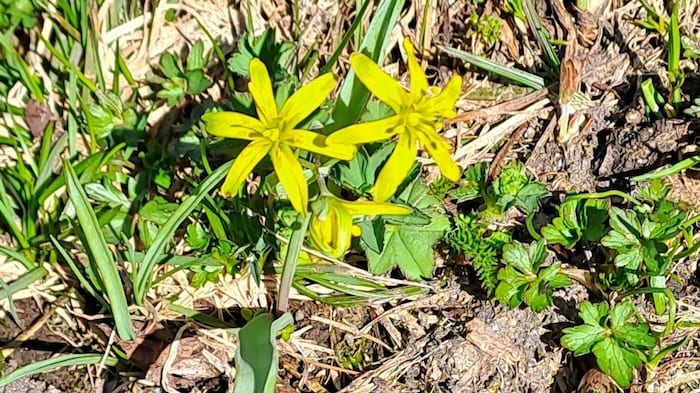 Forest yellow aster