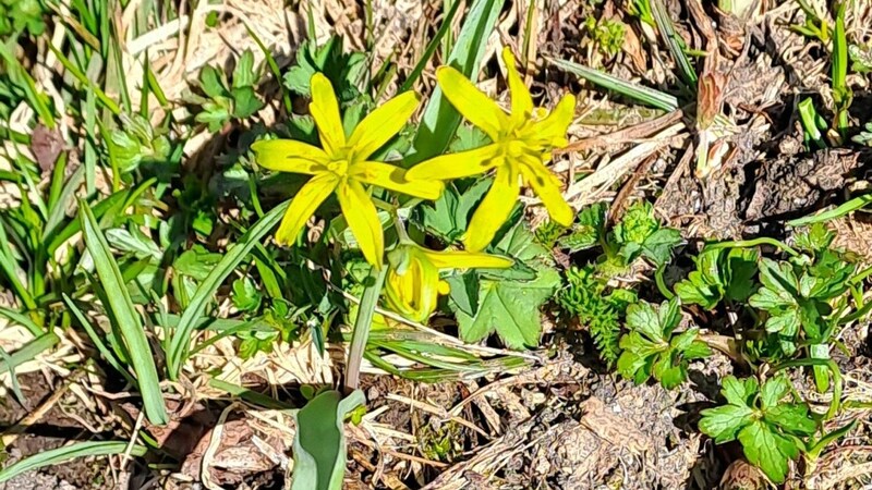 Forest yellow aster (Bild: Rubina Bergauer)