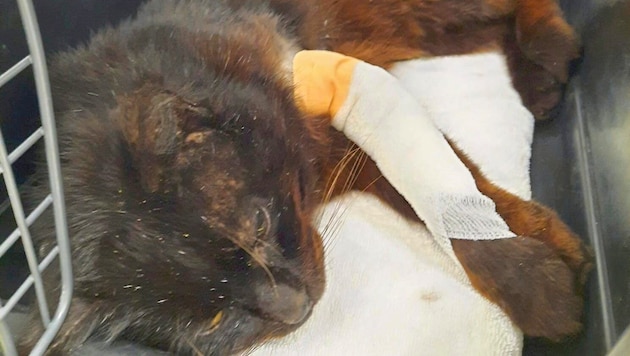 Cat "Indigo" was shot and simply left to his fate. (Bild: Aktiver Tierschutz)