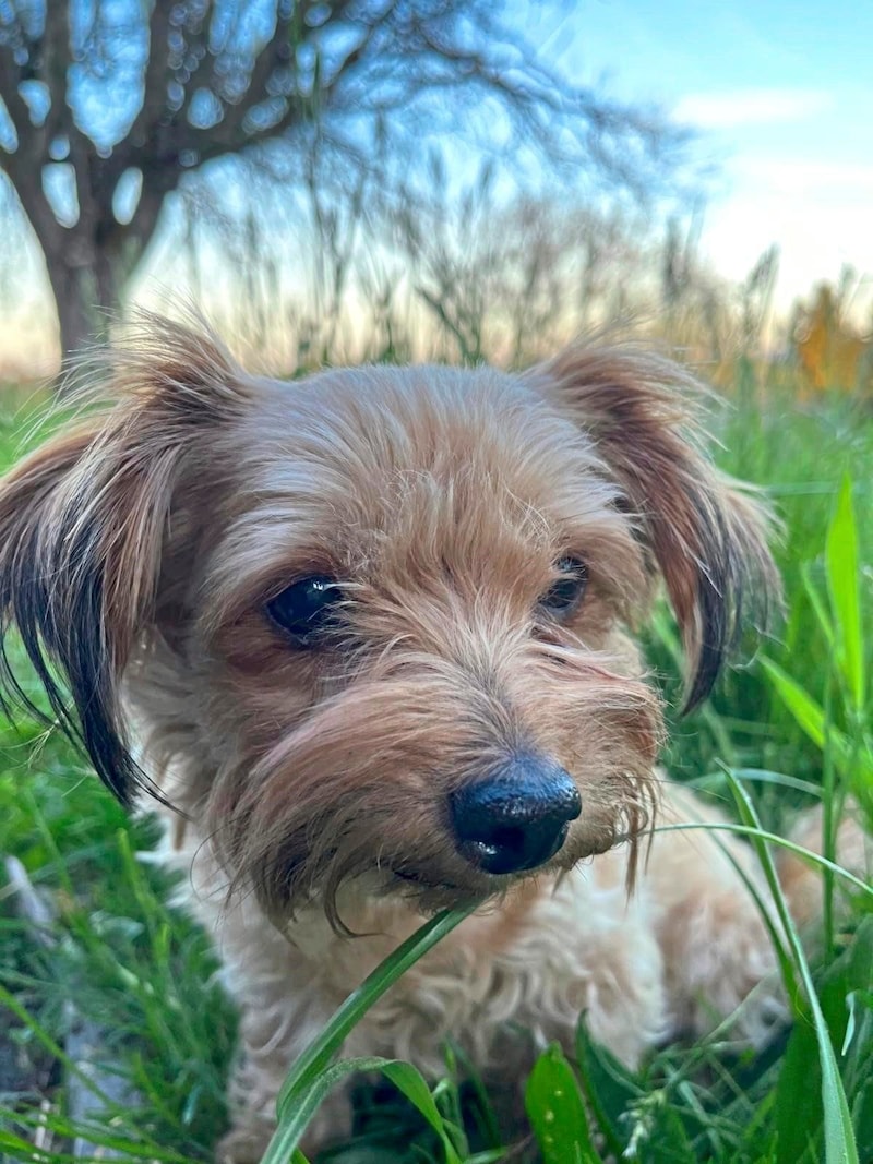 Köpek Stella ancak acil bir ameliyatla kurtarılabildi. (Bild: Privat)