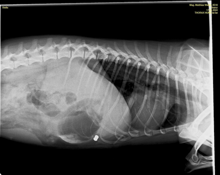 The projectile is clearly visible on the X-ray.