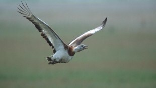 Die Großtrappenpopulation konnte dank Zusammenarbeit mit der Landwirtschaft wieder vergrößert ...