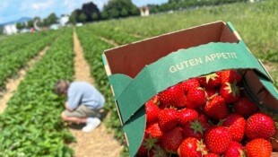 Ein Adria-Tief sorgte am Freitag für eine kurze Pause auf Kärntens Erdbeerfeldern. Doch in den kommenden Tagen können süße Früchte gepflückt werden. (Bild: Evelyn Hronek)