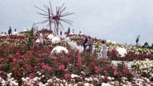 Aus einer Stadtwildnis im Süden Wiens wurde die WIG 1974 (hier in einer historischen Aufnahme), ...