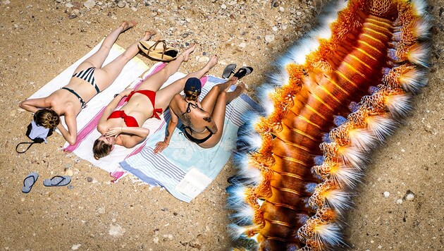 Fireworms multiply in the Mediterranean thanks to the warm sea temperatures and are threatening to become a scare for bathers this summer. (Bild: Krone KREATIV/Antoine Boureau/Hans Lucas/Hans Lucas via AFP, stock.adobe.com)