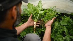 Das Unkraut wächst schneller als der Rettich.