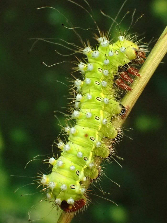 The caterpillars are beautiful and up to eleven centimetres long!