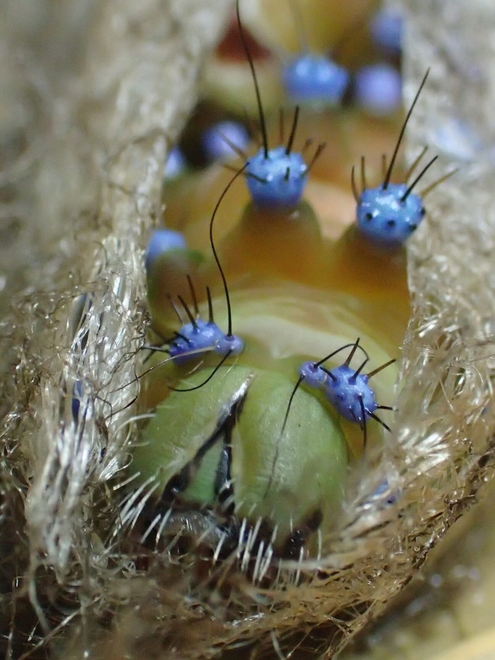 The caterpillar spins itself into real silk on the tree, and the butterfly only emerges about a ...