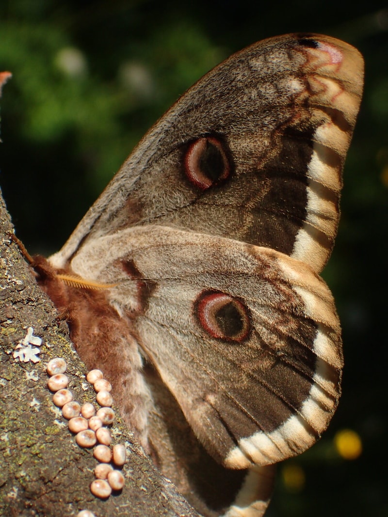 Bis zu 200 Eier legt ein Tier. (Bild: Johannes Gepp Naturschutzbund )