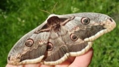 Das Große Nachtpfauenauge wird bis zu 16 Zentimeter groß. (Bild: Johannes Gepp Naturschutzbund Steiermark)