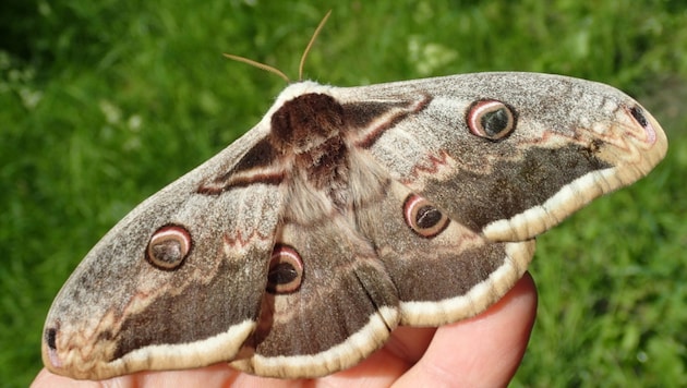 Das Große Nachtpfauenauge wird bis zu 16 Zentimeter groß. (Bild: Johannes Gepp Naturschutzbund Steiermark)