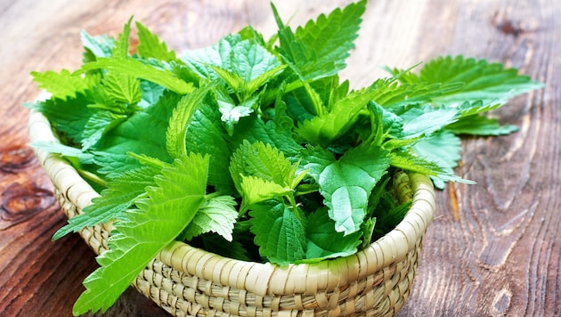 Robert Schneider remembers how a few stinging nettles once caused a stir in his home village.