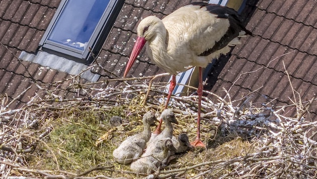 Bad Erlach is delighted to have four young storks this year. (Bild: Franz Baldauf)