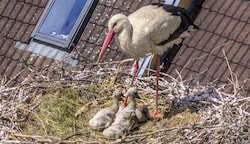 Über vier Jungstörche freut man sich heuer in Bad Erlach. (Bild: Franz Baldauf)